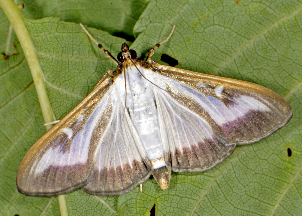 Buchsbaumzünsler Adult (© Schrameyer)